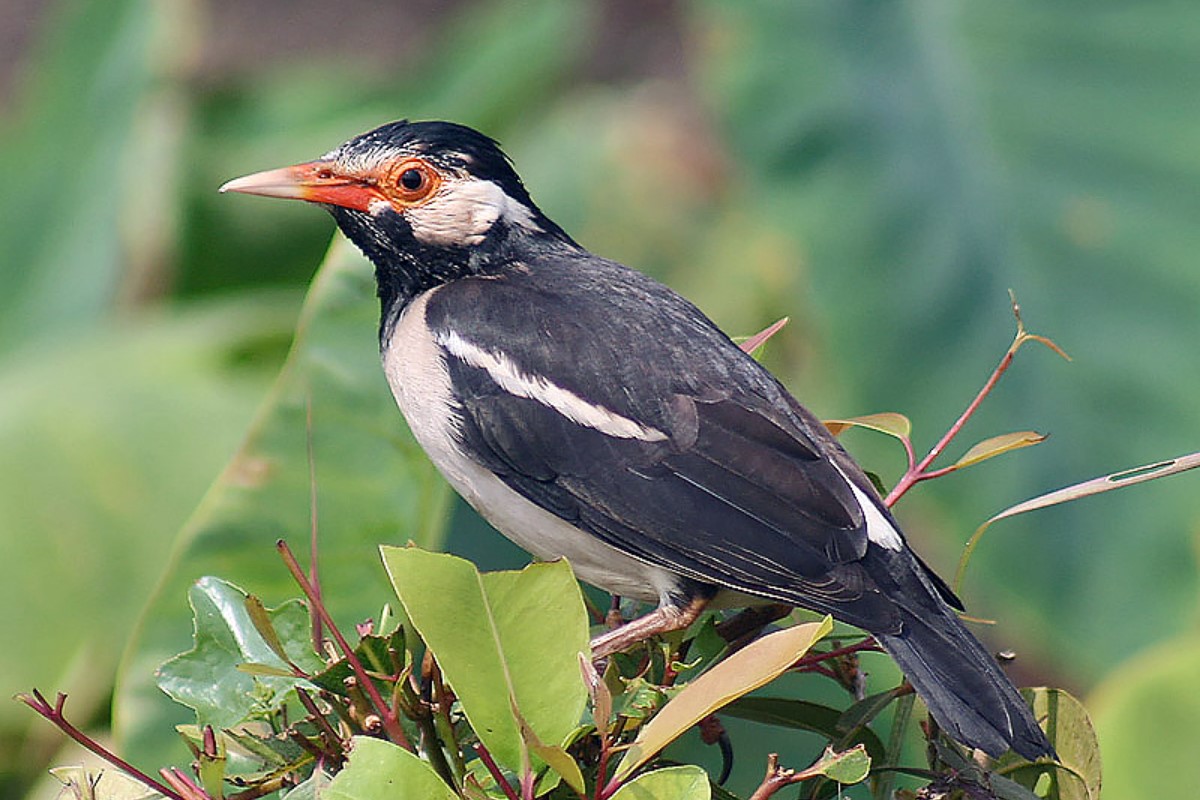 5 Jenis Burung yang Tidak Boleh Dekat dengan Jalak Suren