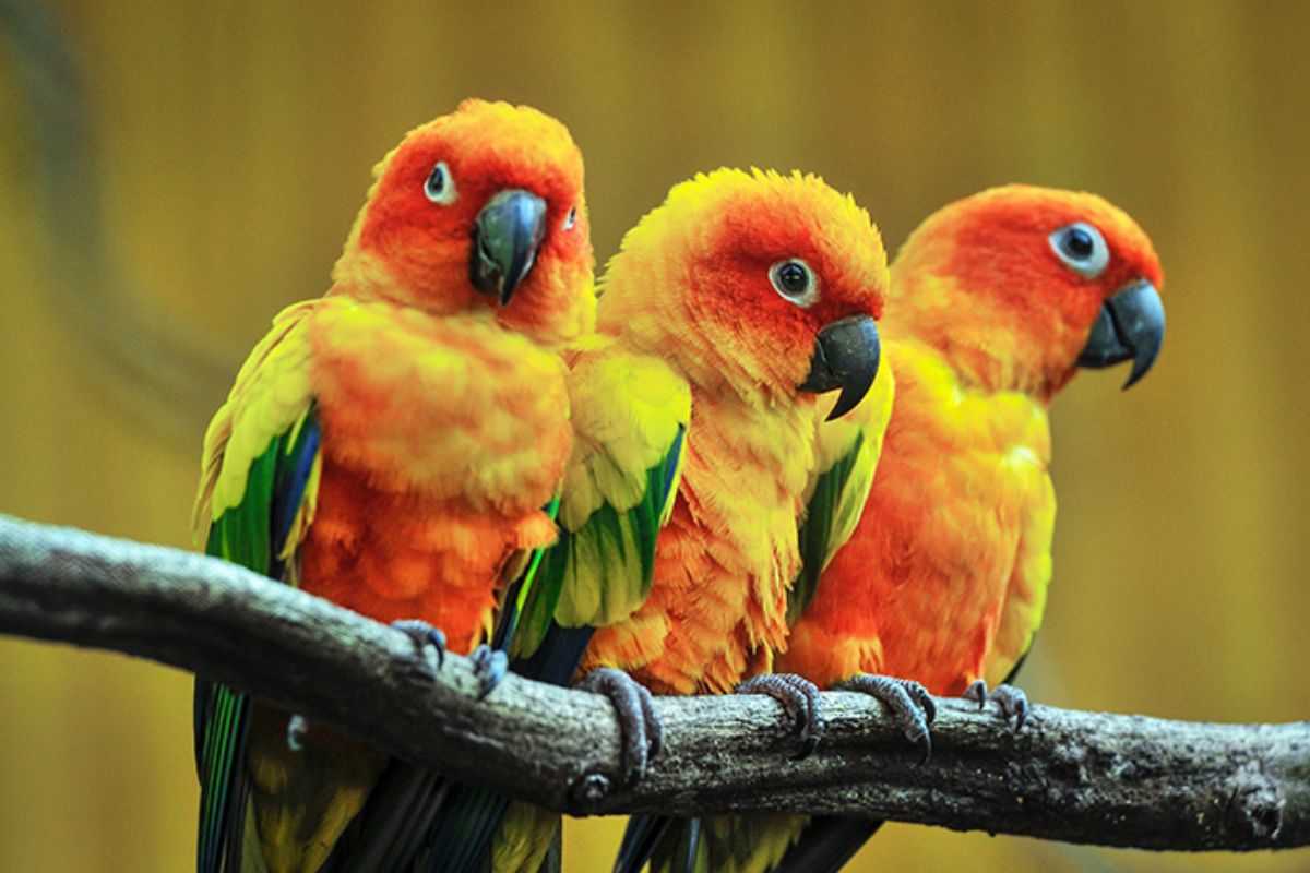 4 Cara Agar Burung Nuri Berkicau Panjang dan Semakin Unik