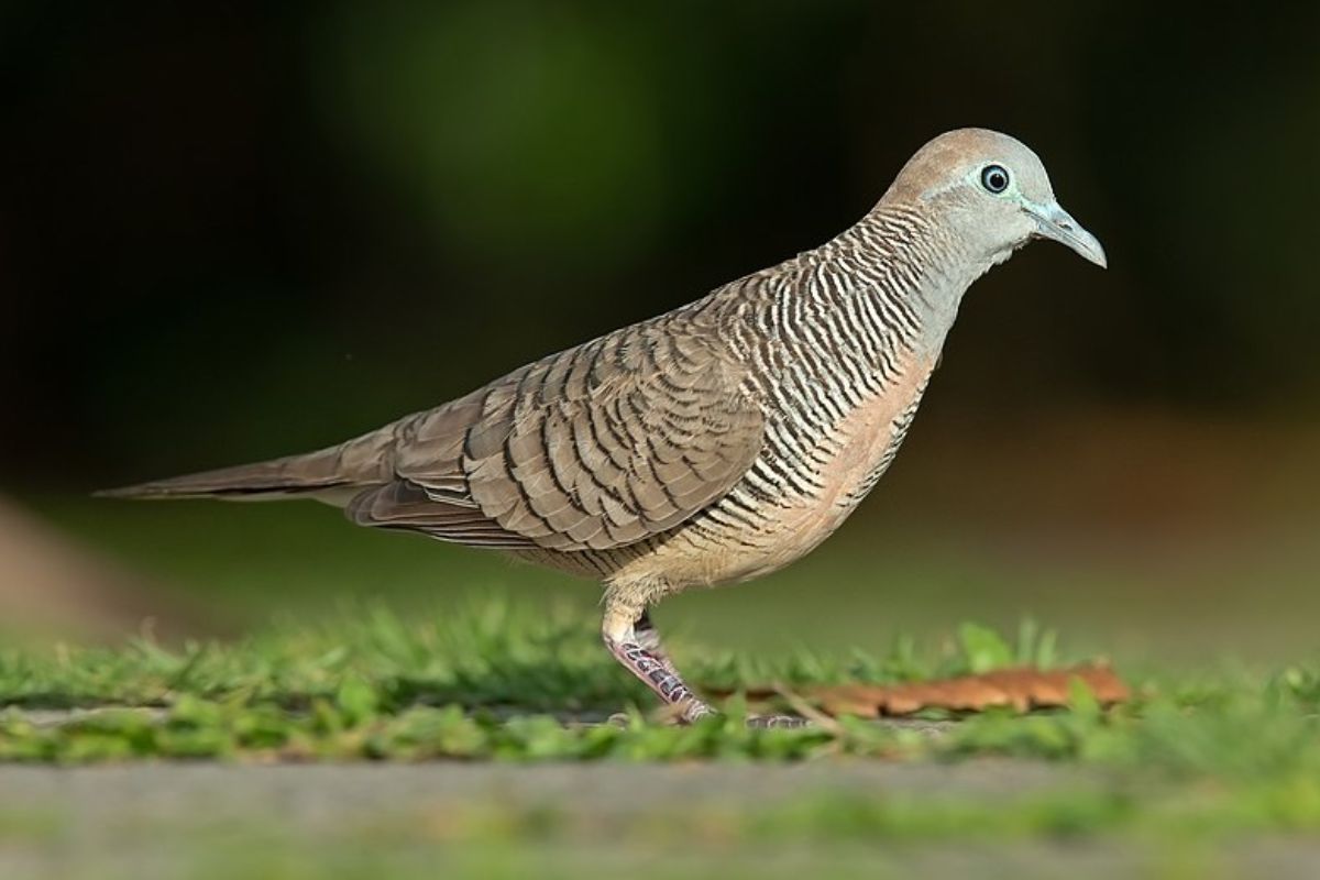 7 Cara Cepat Agar Ekor Perkutut Bisa Tumbuh Lagi Secara Mandiri