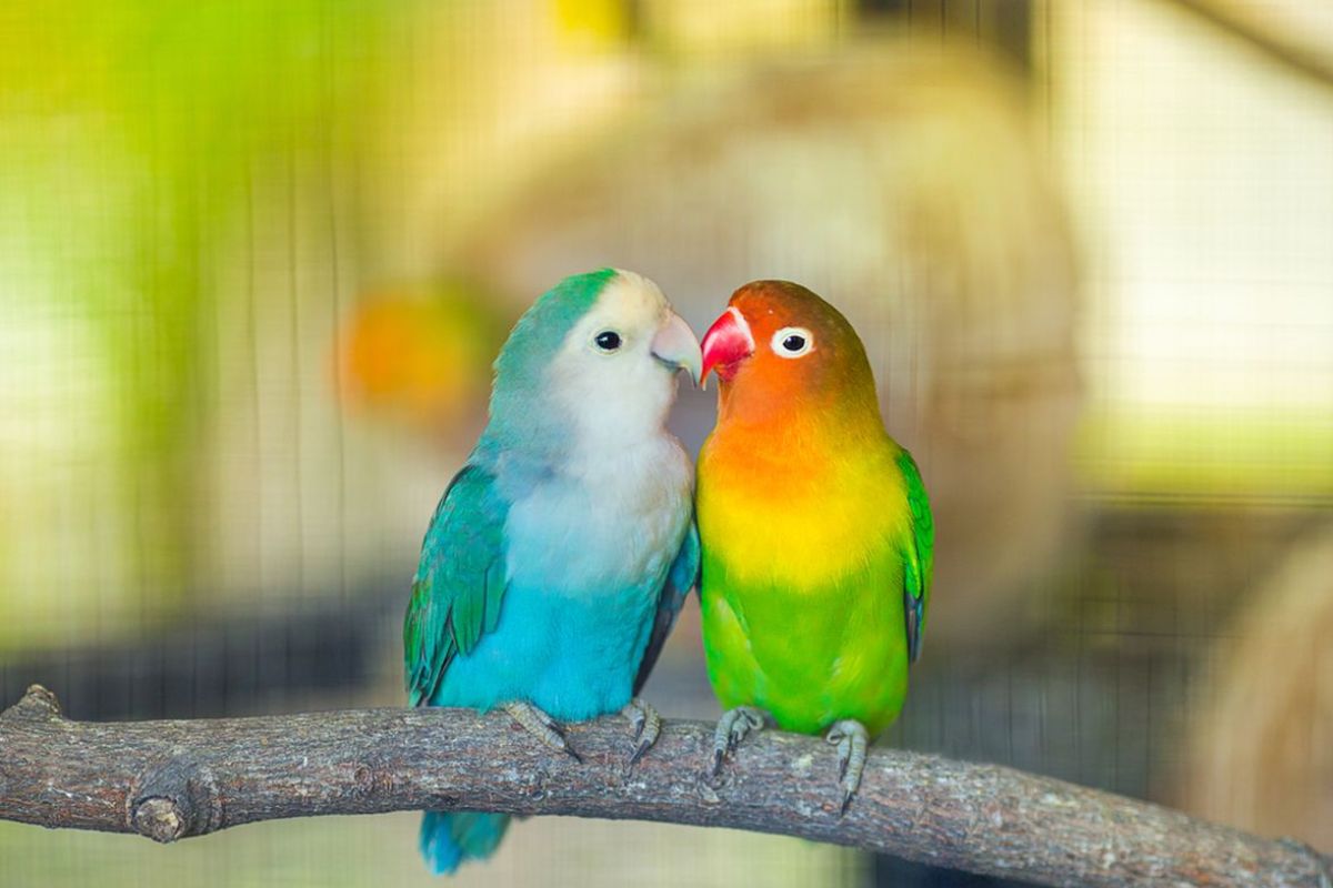 7 Cara Melatih Burung Lovebird Agar Cepat Pintar Secara Mandiri