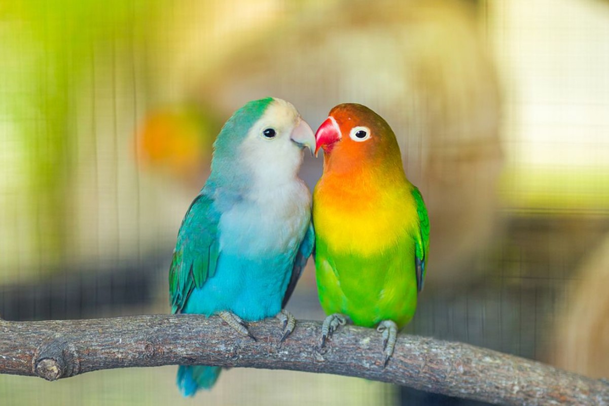 4 Cara Memanggil Burung Lovebird yang Lepas Agar Kembali Pulang