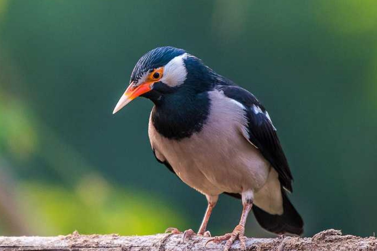 5 Cara Mengatasi Jalak Suren Cabut Bulu Berdasarkan Penyebabnya
