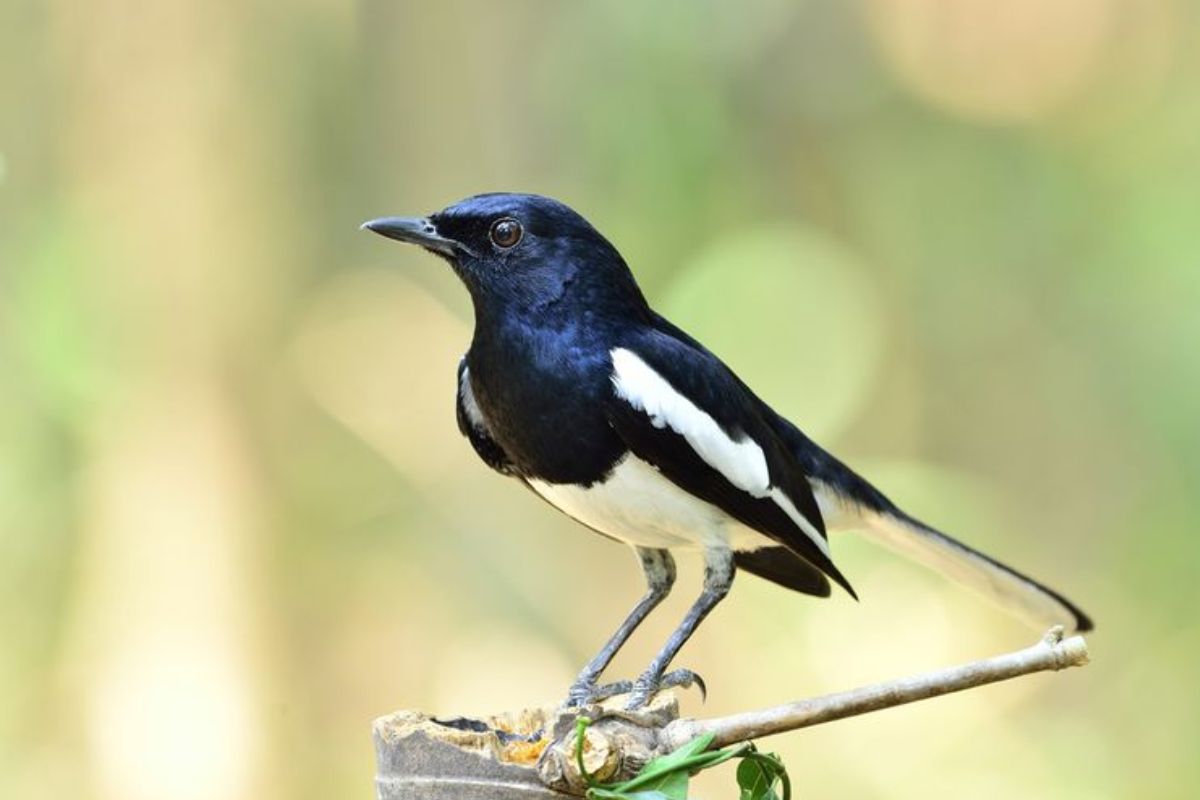 Cara Menumbuhkan Bulu Kacer