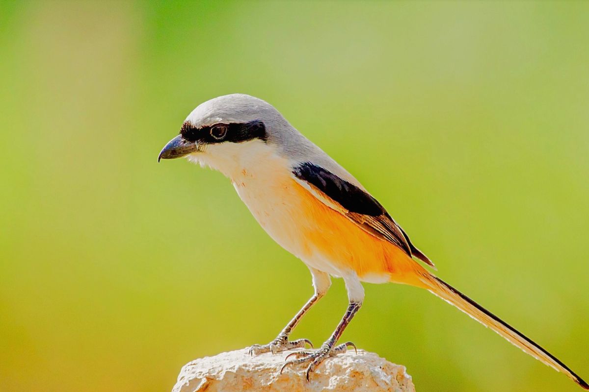 Cara Merawat Burung Cendet Agar Gacor