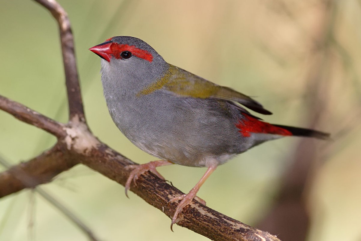 4 Cara Merawat Burung Pipit Hitam Agar Sering Berkicau