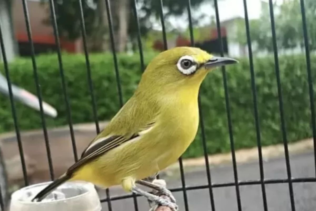 7 Cara Merawat Burung Pleci Agar Cepat Buka Paruh dan Berbunyi