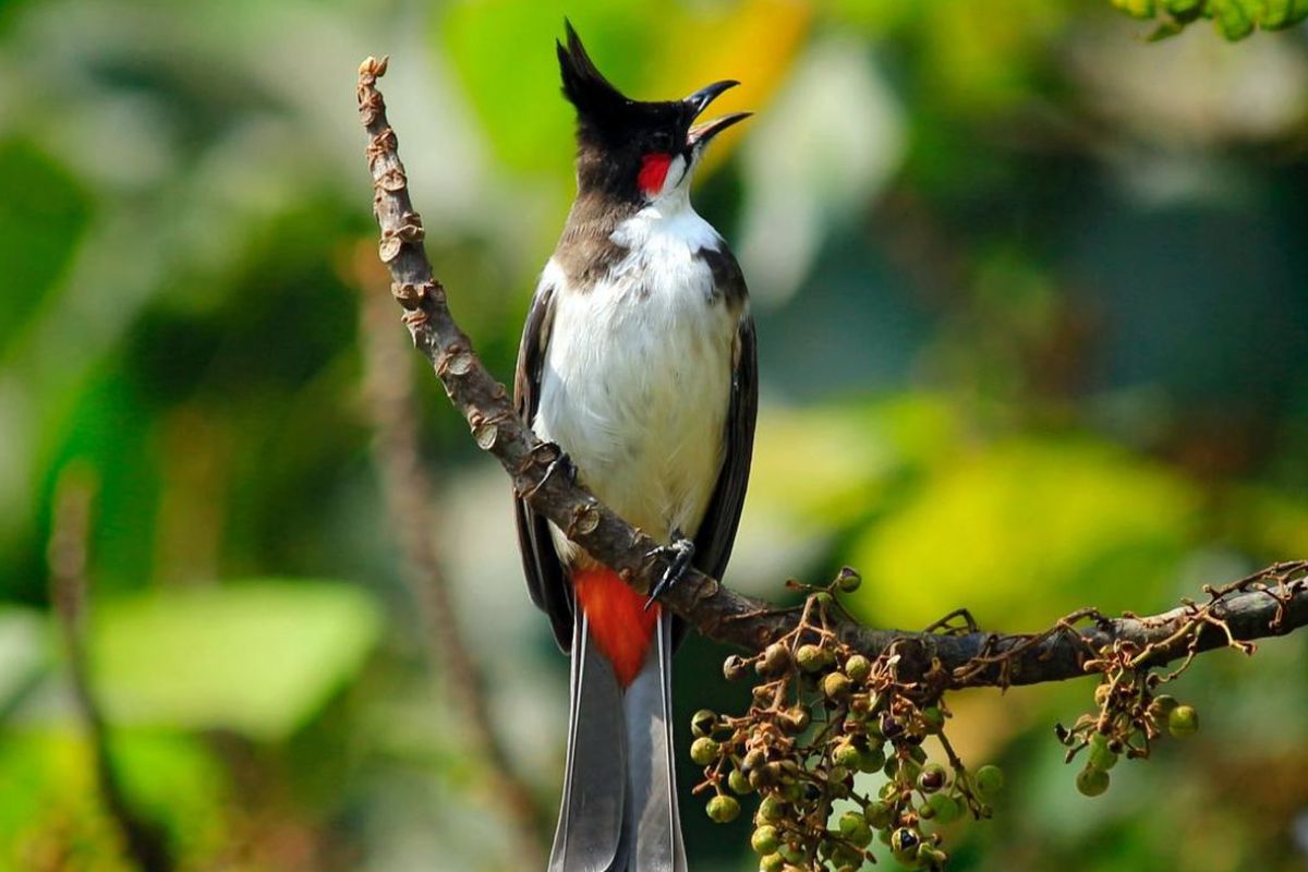 Jenis Pakan Burung Kutilang