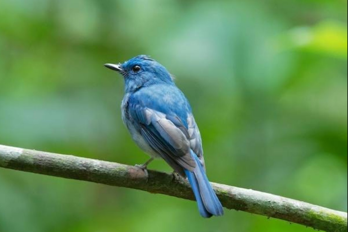 6 Makanan Burung Cekakak Biru, Pemilik Wajib Tahu!