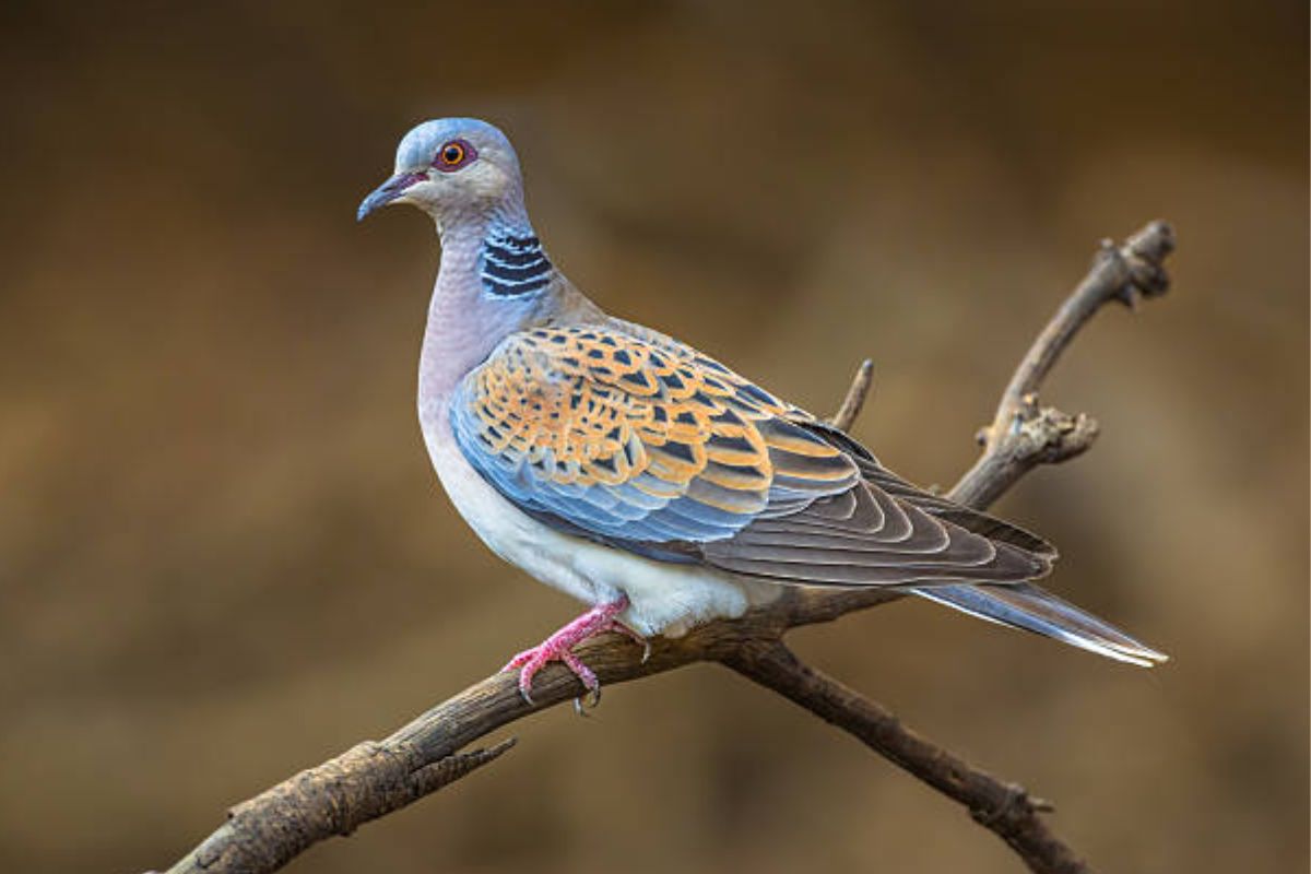 7 Makanan Burung Perkutut Agar Kualitas Kicauan Meningkat