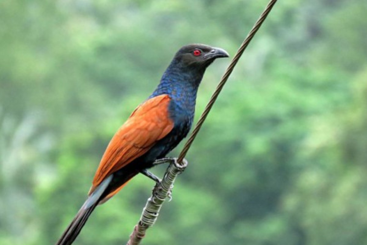 5 Manfaat Memelihara Burung Bubut yang Jarang Terekspos