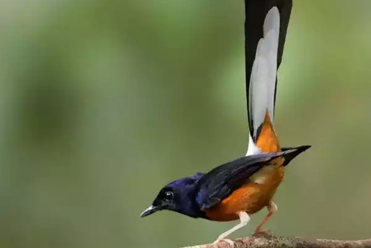 Ini 5 Jenis Burung Murai Paling Cantik yang Bisa Dipilih