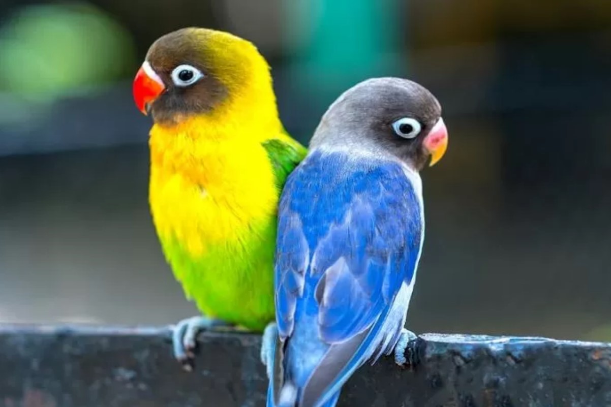 7 Penyakit Burung Lovebird yang Harus Dihindari Pemilik Burung
