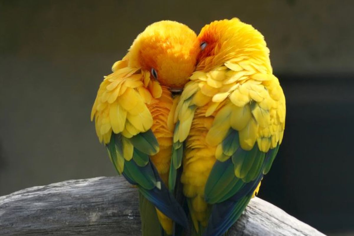 Penyebab Burung Lovebird Muntah dan Cara Mengatasinya
