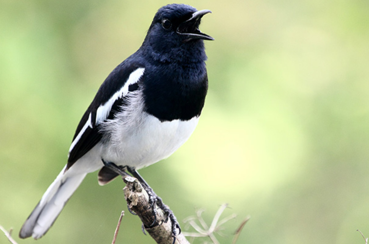 5 Penyebab Burung Murai Jadi Galak yang Jarang Disadari Pemilik