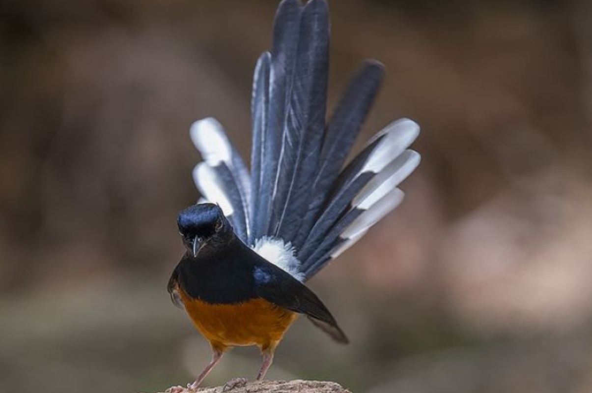 5 Penyebab Burung Murai Jadi Stres, Pemilik Burung Wajib Tahu