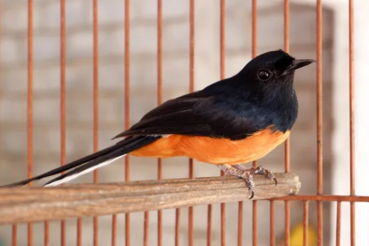 4 Penyebab Murai Kurang Nafsu Makan Agar Kembali Normal