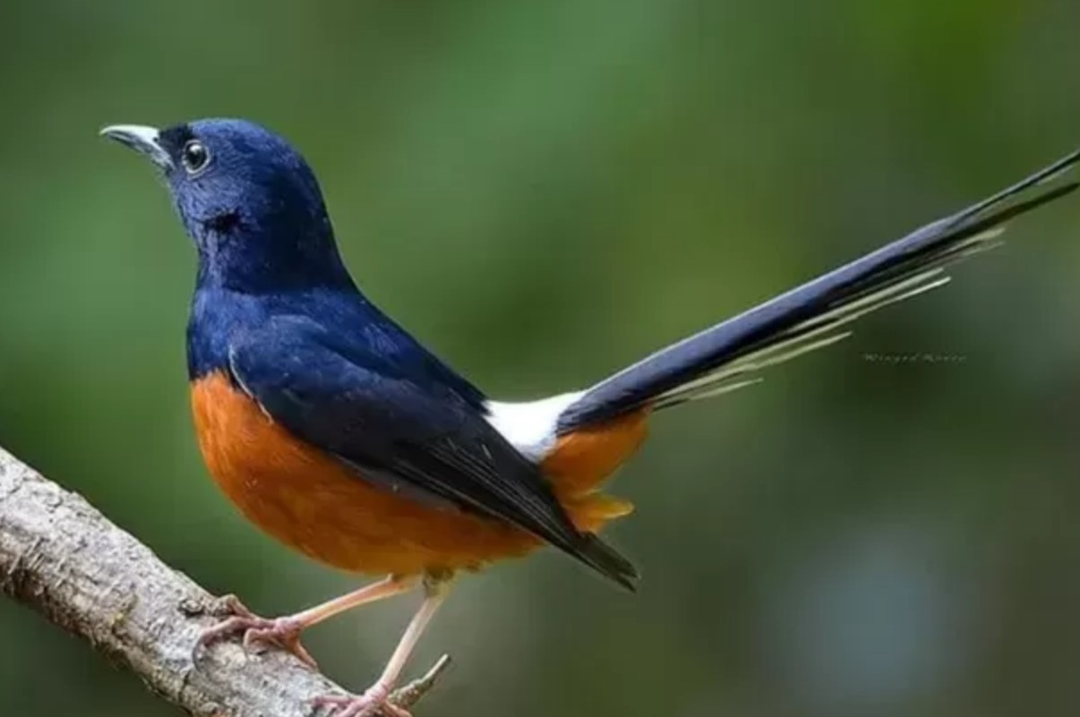 7 Rekomendasi Pakan Murai Batu Agar Makin Gacor dan Terampil