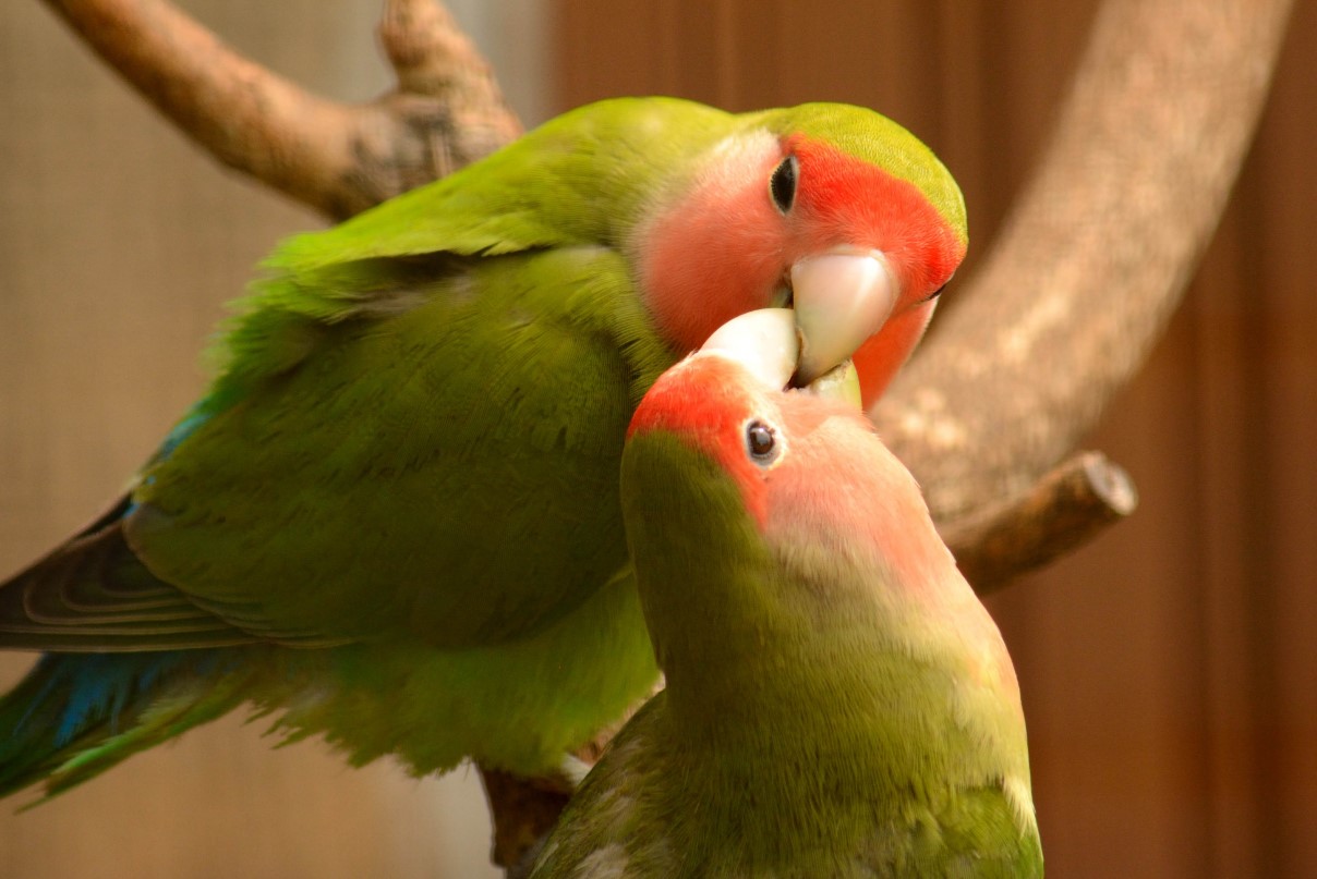 5 Tips Memilih Burung Lovebird Jantan Agar Menang dalam Perlombaan