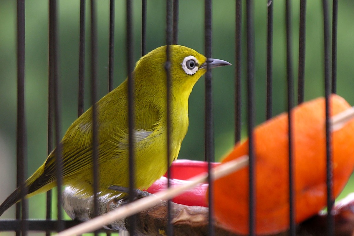 5 Tips Perawatan Burung Pleci Agar Suaranya Merdu