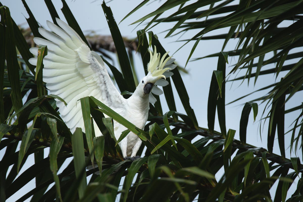 Burung Paling Pintar di Dunia, Ini jenis-jenisnya