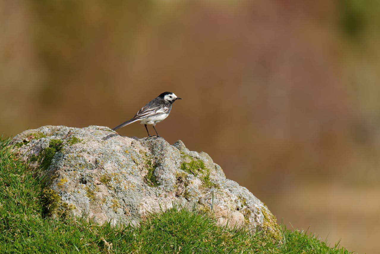Cara Agar Burung Kenari Cepat Pecah Suara