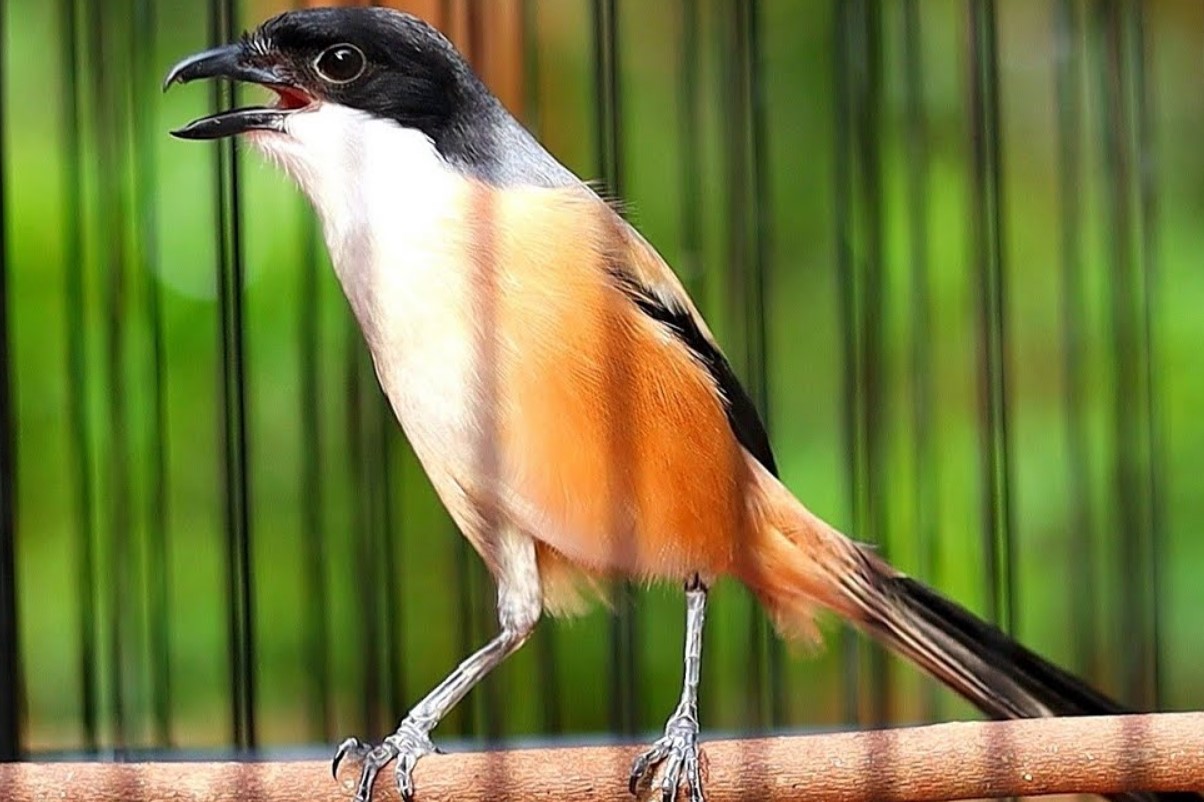 Cara Mengatasi Burung Cendet Macet Bunyi