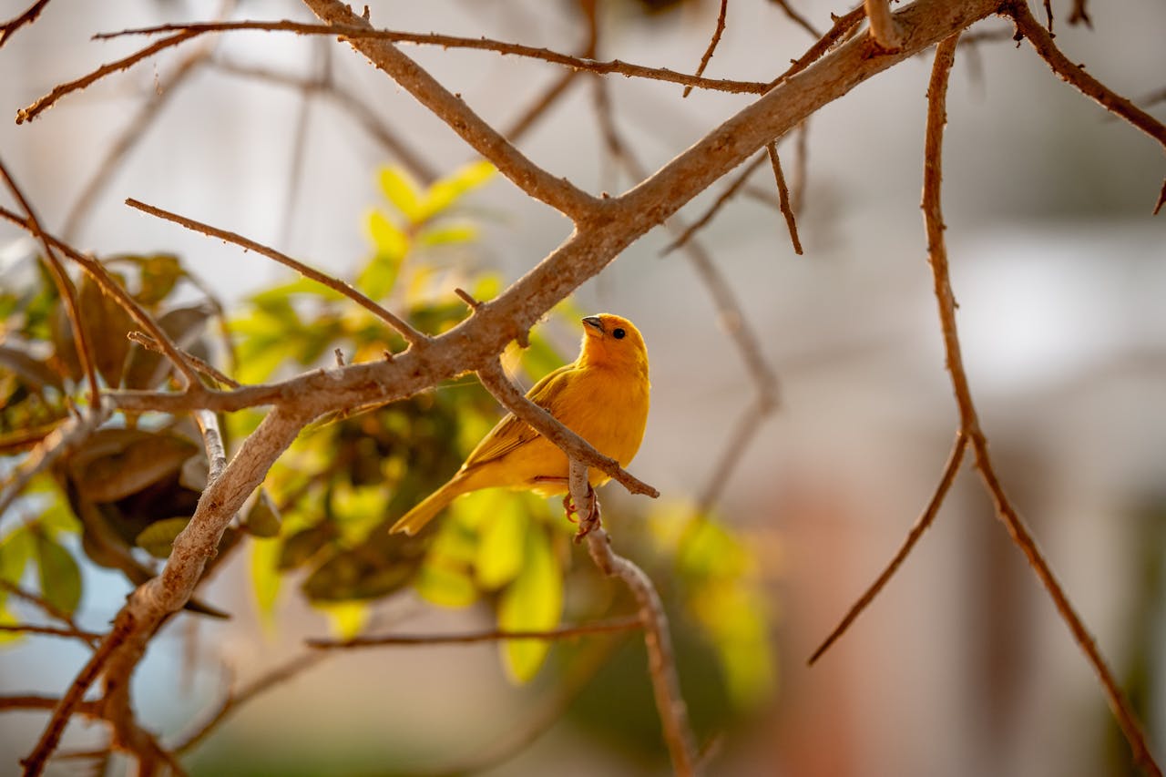 Cara Ternak Burung Kenari Sistem Koloni
