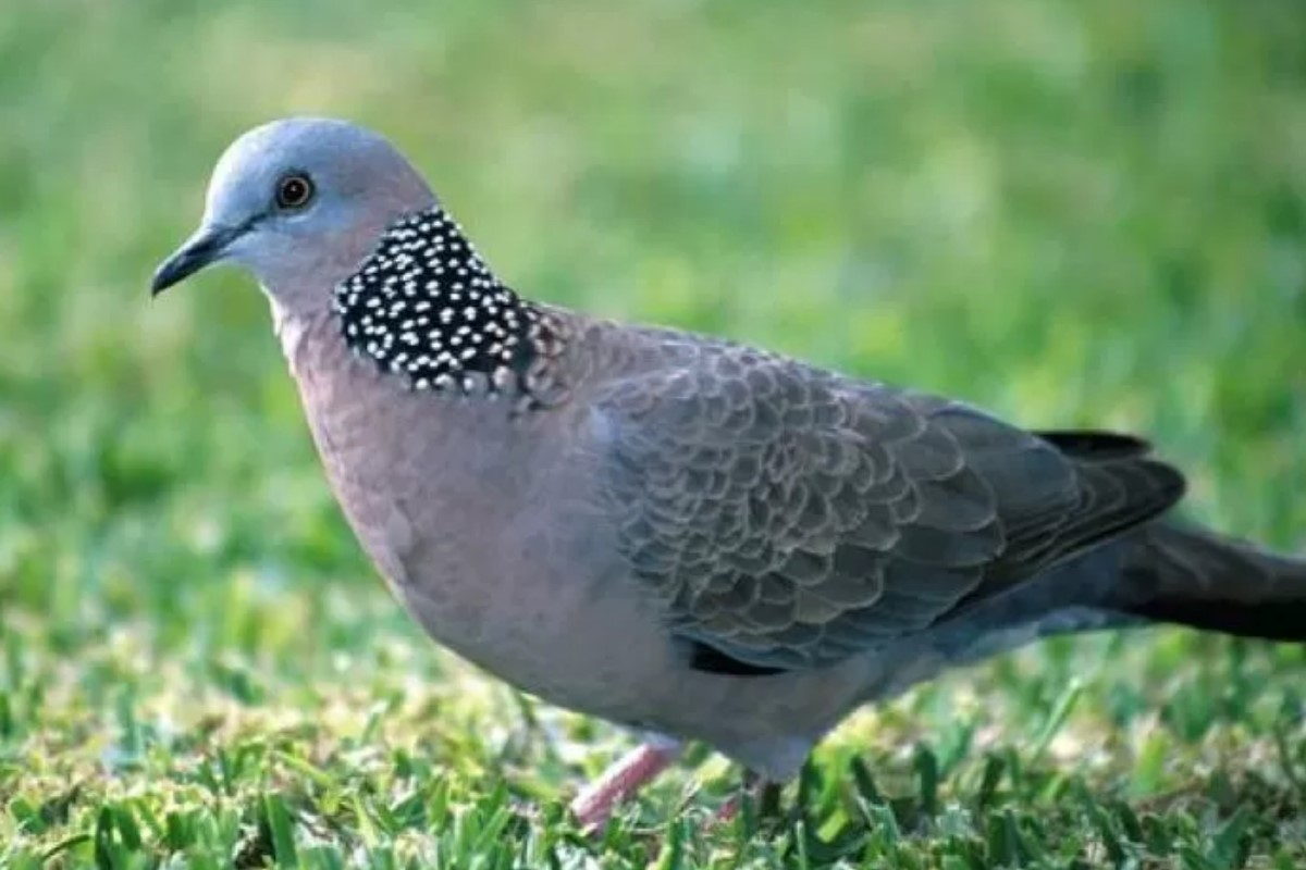 Ciri Perkutut Cocok dengan Pemiliknya