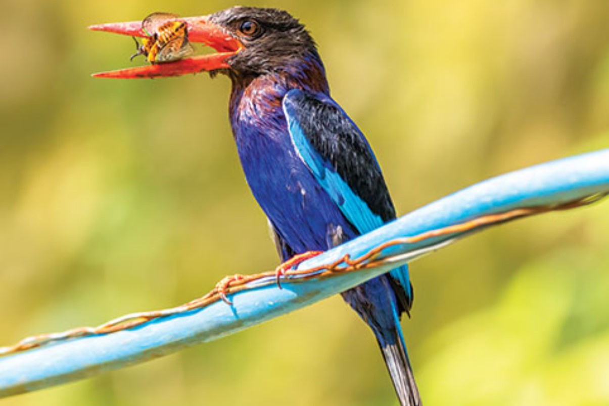 6 Makanan Burung Cekakak Biru yang Bagus Untuk Dikonsumsi
