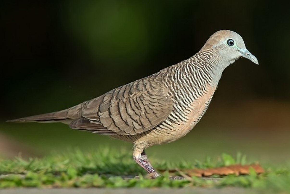 Manfaat Terasi untuk Perkutut Ternyata Bisa Untuk Menambah Stamina