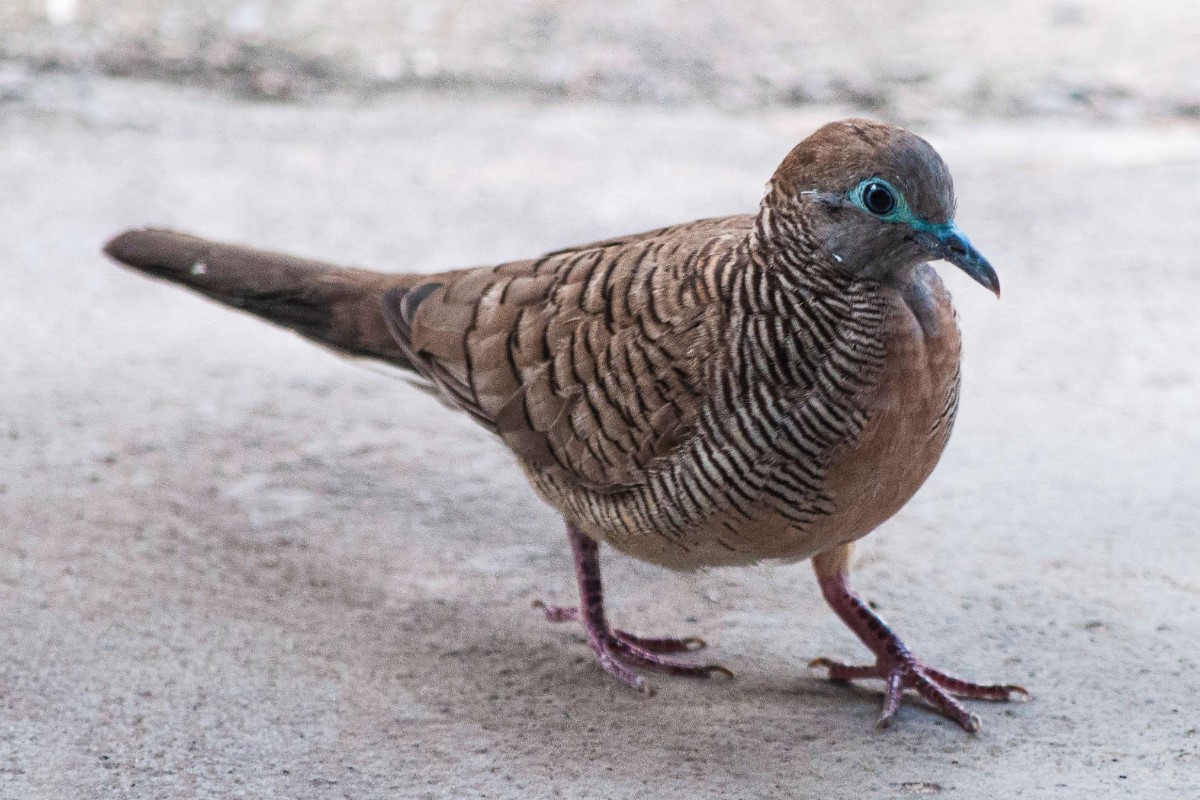 Penyebab Perkutut Mati Mendadak