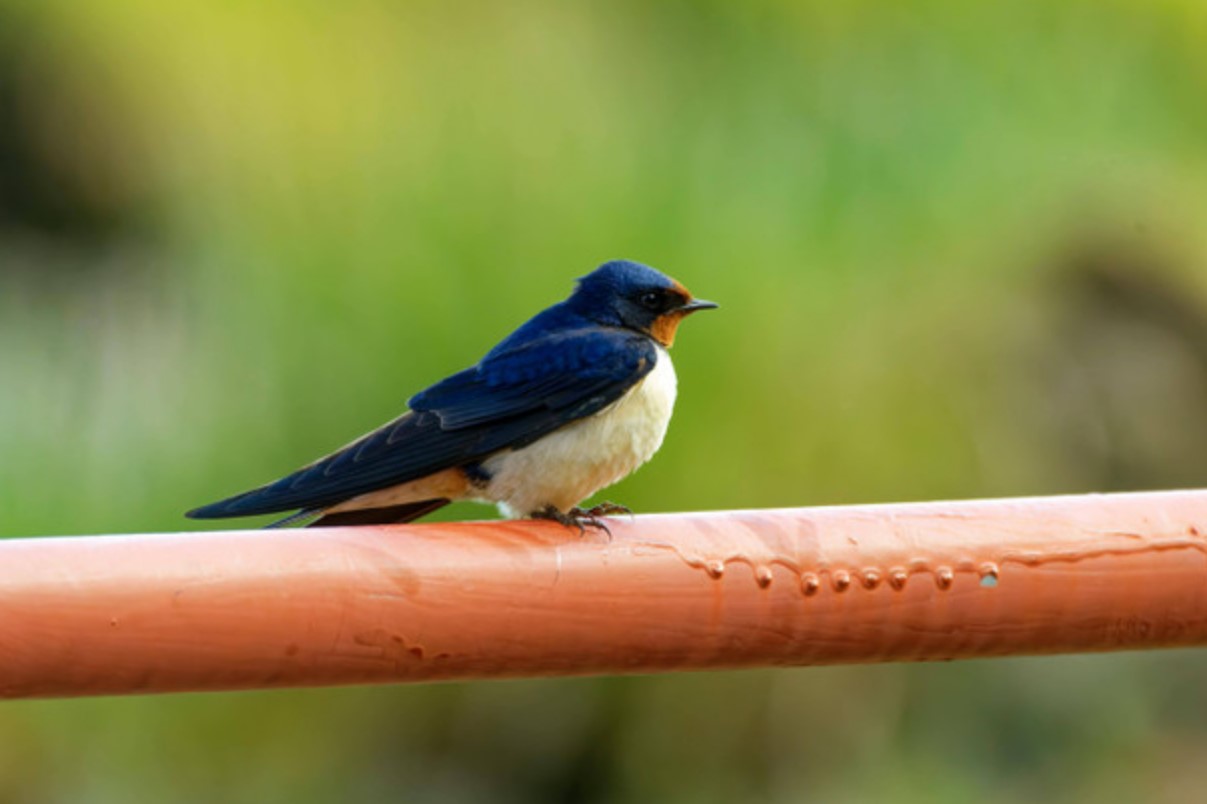 Manfaat Sarang Burung Walet Merpati