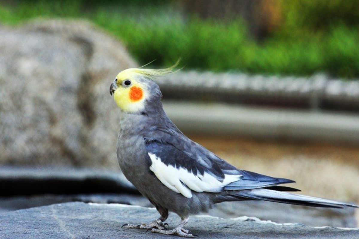 Buah yang Sering Dikonsumsi Burung Parkit