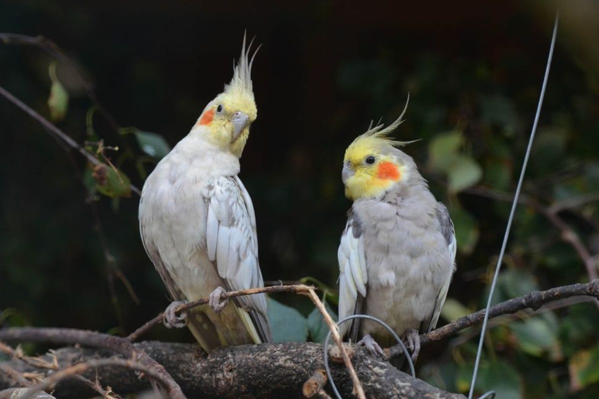 Burung Parkit yang Enggan Makan