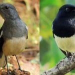 Cara Membedakan Burung Kacer Jantan dan Betina Trotolan