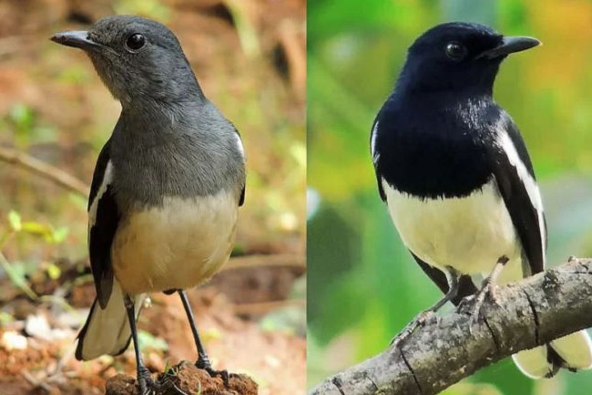 Cara Membedakan Burung Kacer Jantan dan Betina Trotolan