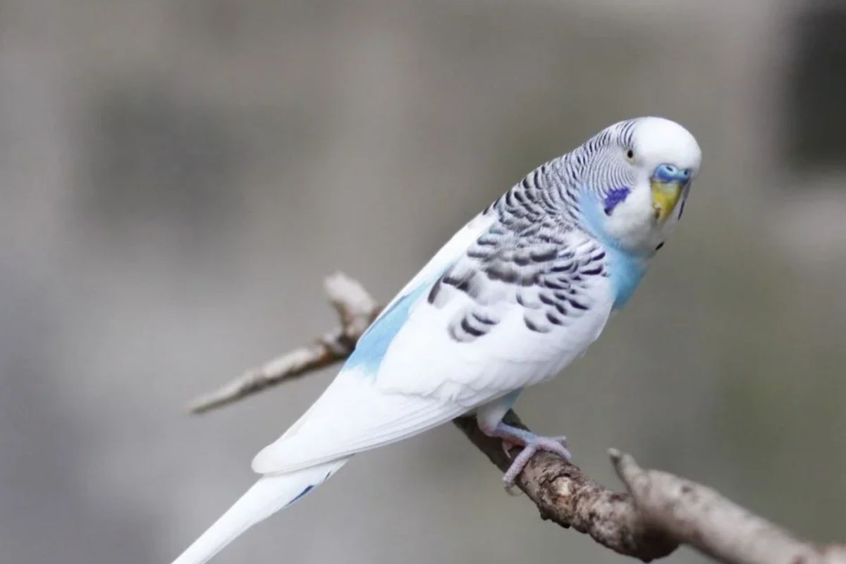 Cara Membedakan Parkit Jantan dan Betina