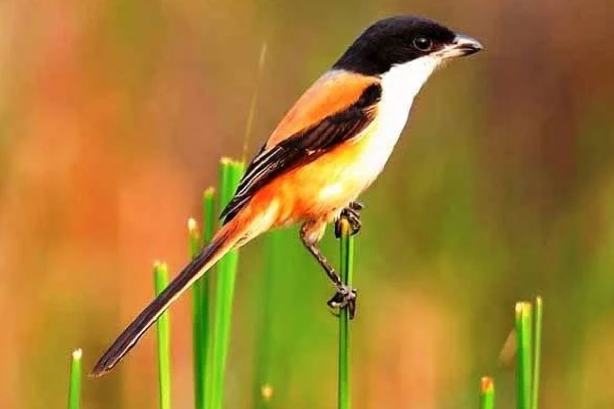 Cara Menaikkan Emosi Cendet