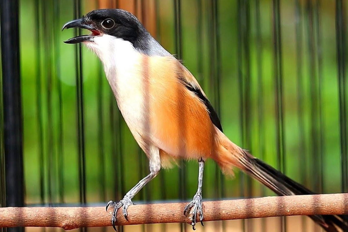 Cara Mengatasi Cendet Kelabakan