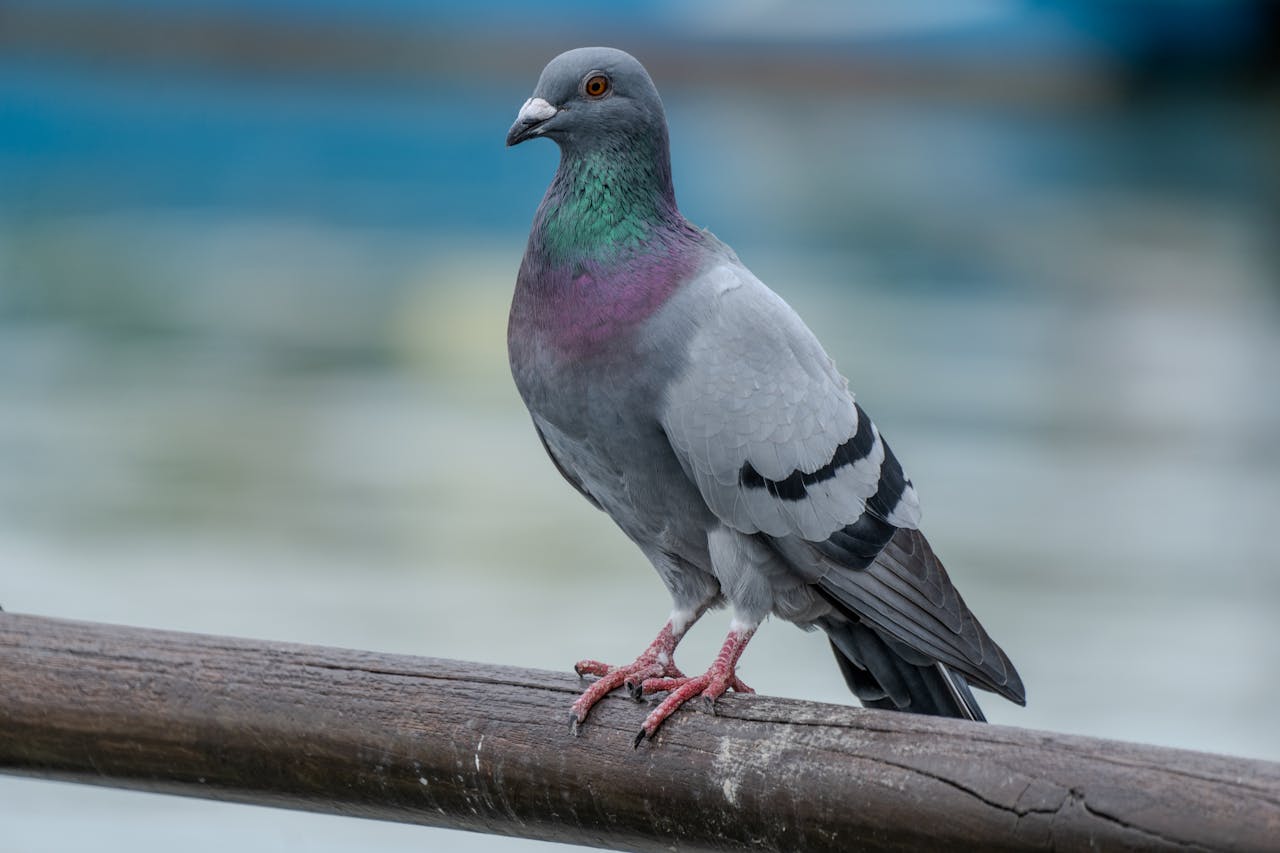 Cara Menjinakkan Burung Merpati