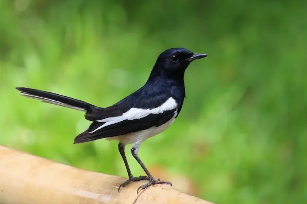 Cara Menurunkan Birahi Kacer