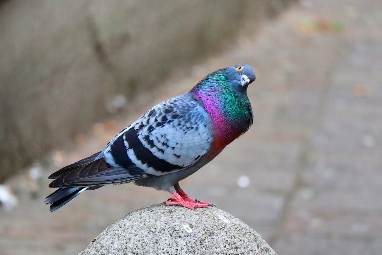 Cara agar Merpati Mau Ninggal Lawan