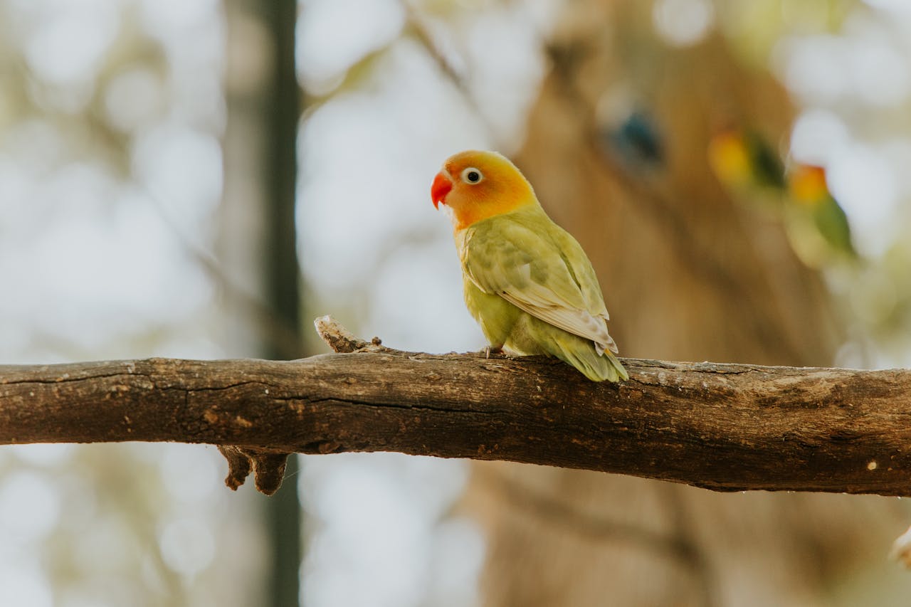 Ciri Burung Lovebird Sakit