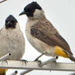 Kenapa Burung Kutilang Diam Saja