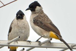 Kenapa Burung Kutilang Diam Saja