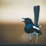 Makanan Burung Kacer yang Sehat