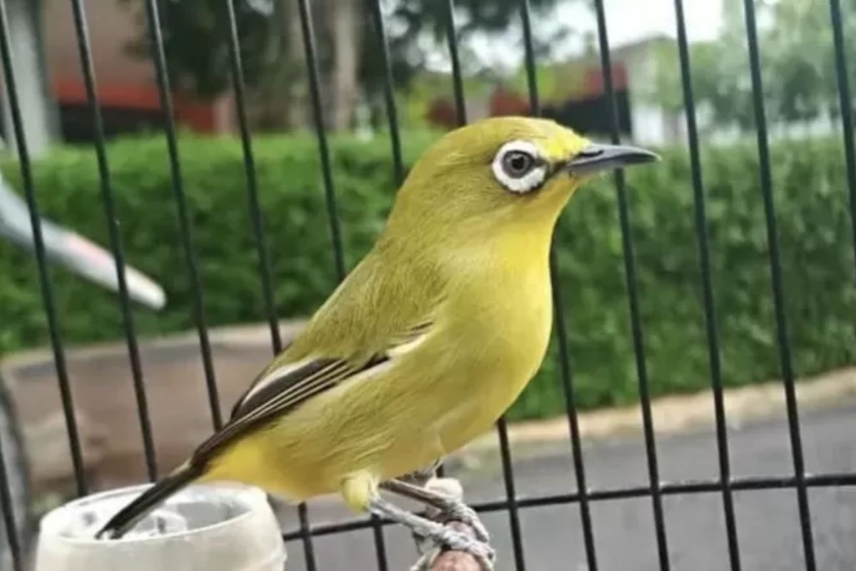 Manfaat Air Kelapa untuk Burung Pleci