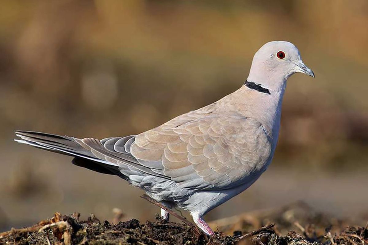 Manfaat Bawang Putih untuk Burung Puter