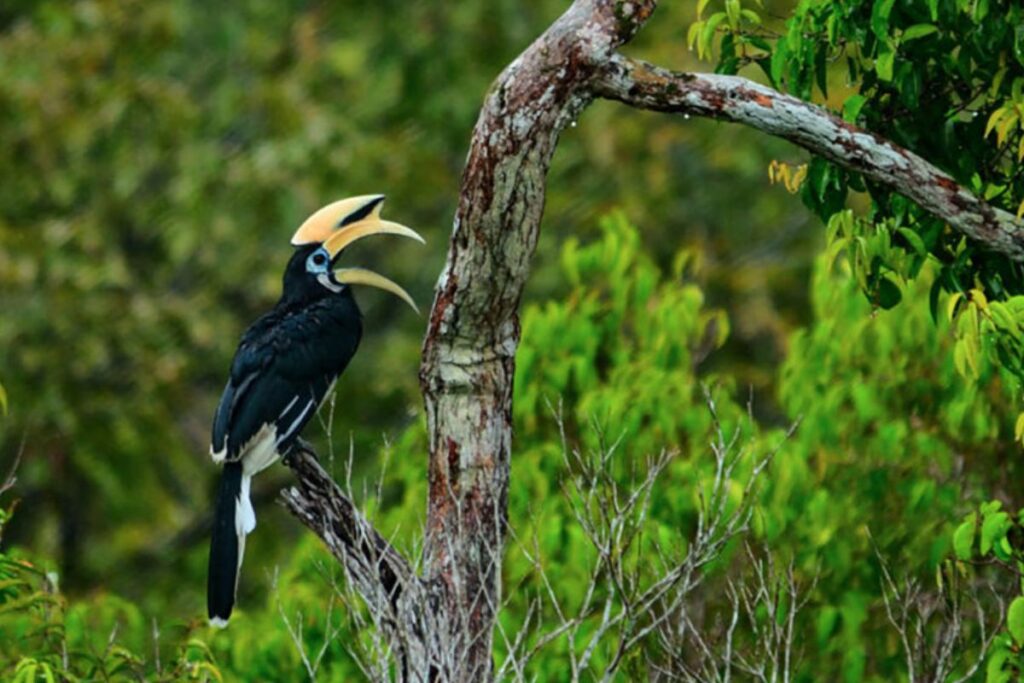 Manfaat Burung Kangkareng Hitam bagi Ekosistem Hutan