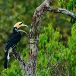 Manfaat Burung Kangkareng Hitam bagi Ekosistem Hutan